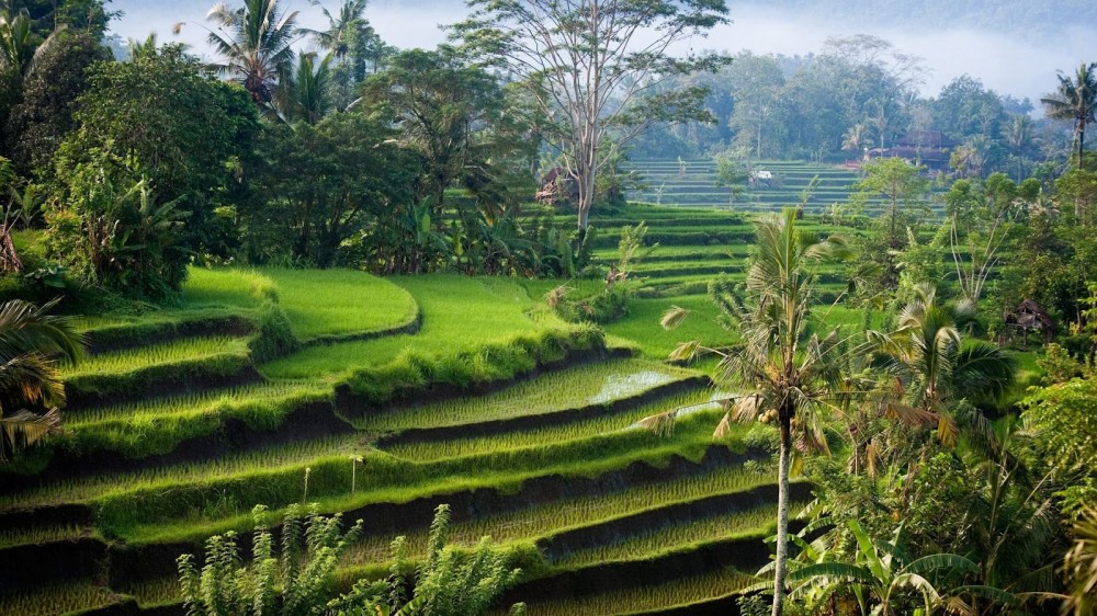 Bali
