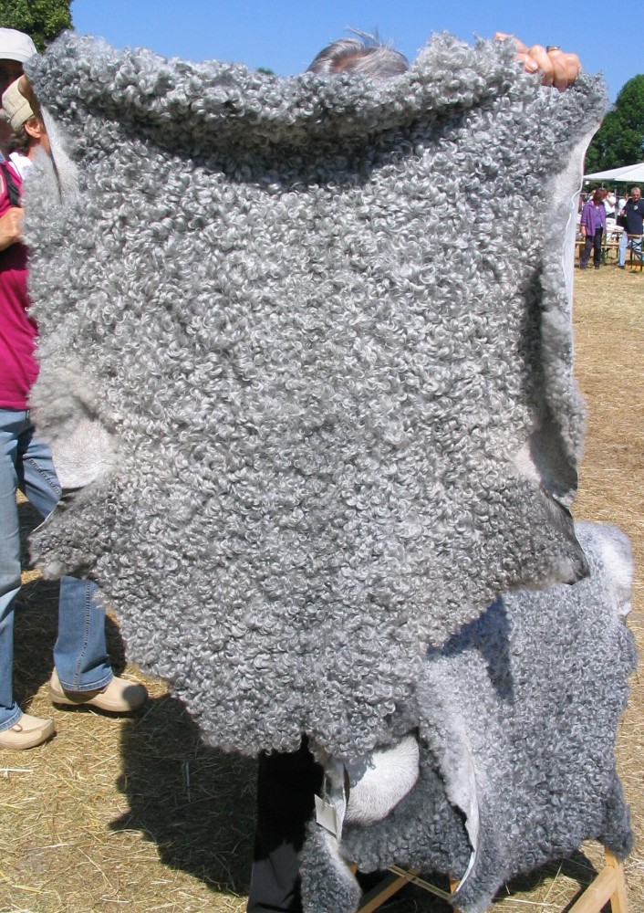 Sheep