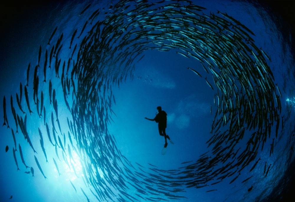 Barracuda
