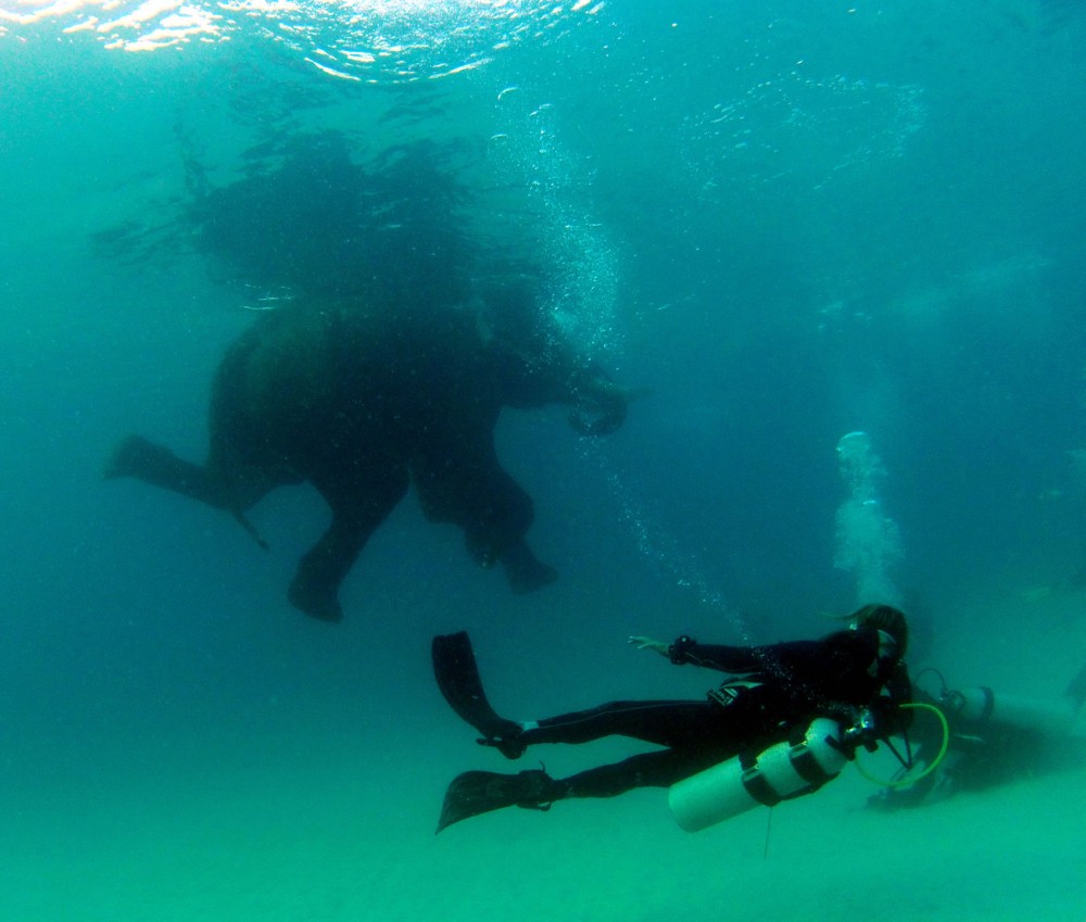 ElephantDive