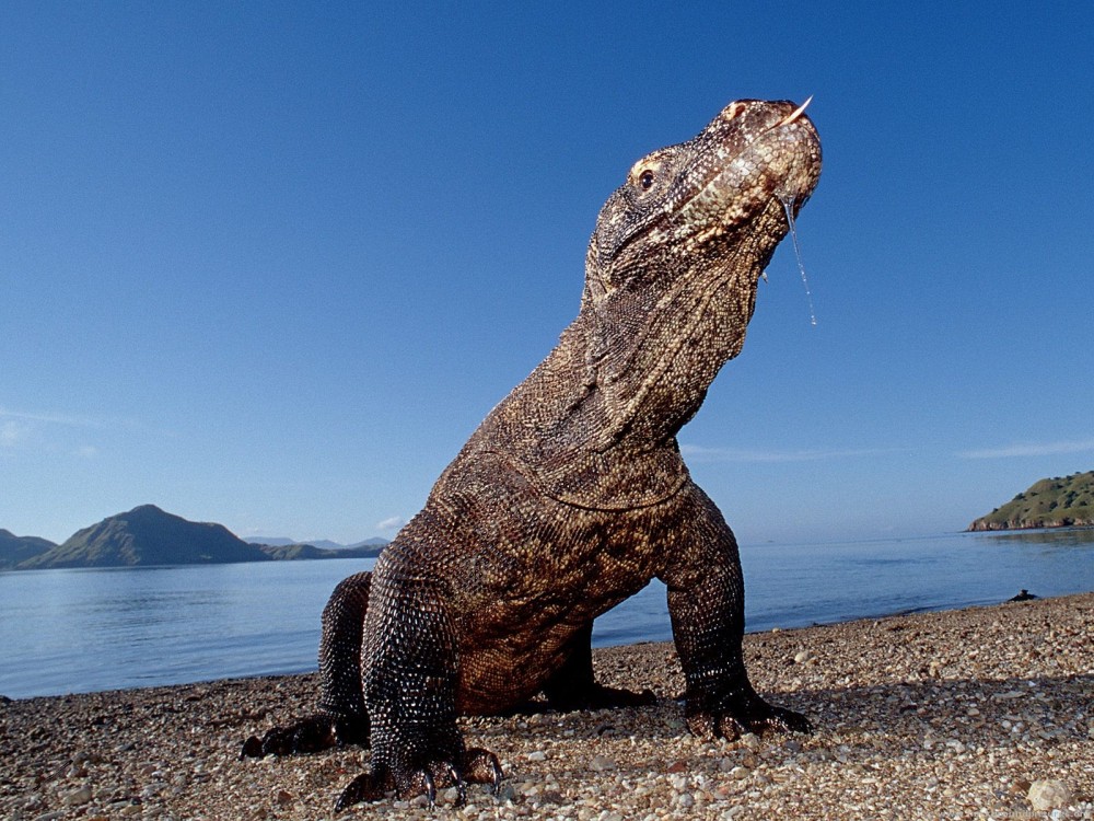 KomodoIsland2